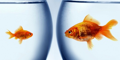 Small fish, big pond: Supporting employees in a changing environment